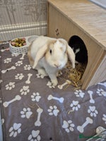 Mini Lop rabbits 2x female mini lop rabbits - Advert 4