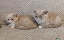 British Shorthair cats for sale: READY NOW Beautiful British Shorthair Kittens - Image 6