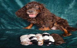 Cockapoo dogs for sale: Beautiful F1 Cockapoos - Image 3