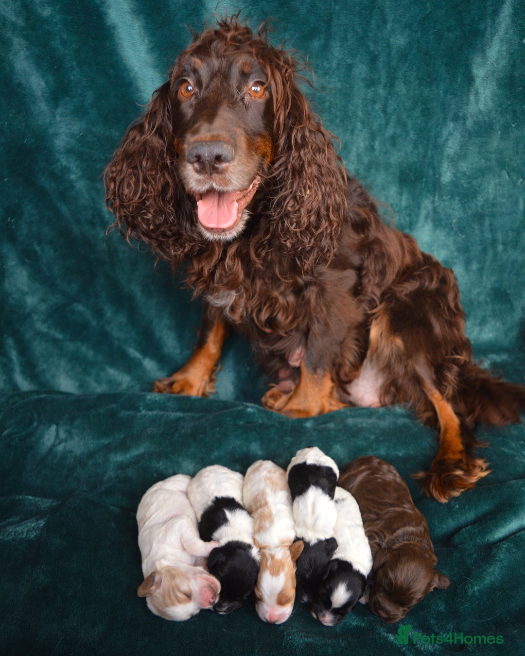 Cockapoo dogs for sale: Beautiful F1 Cockapoos - Image 3