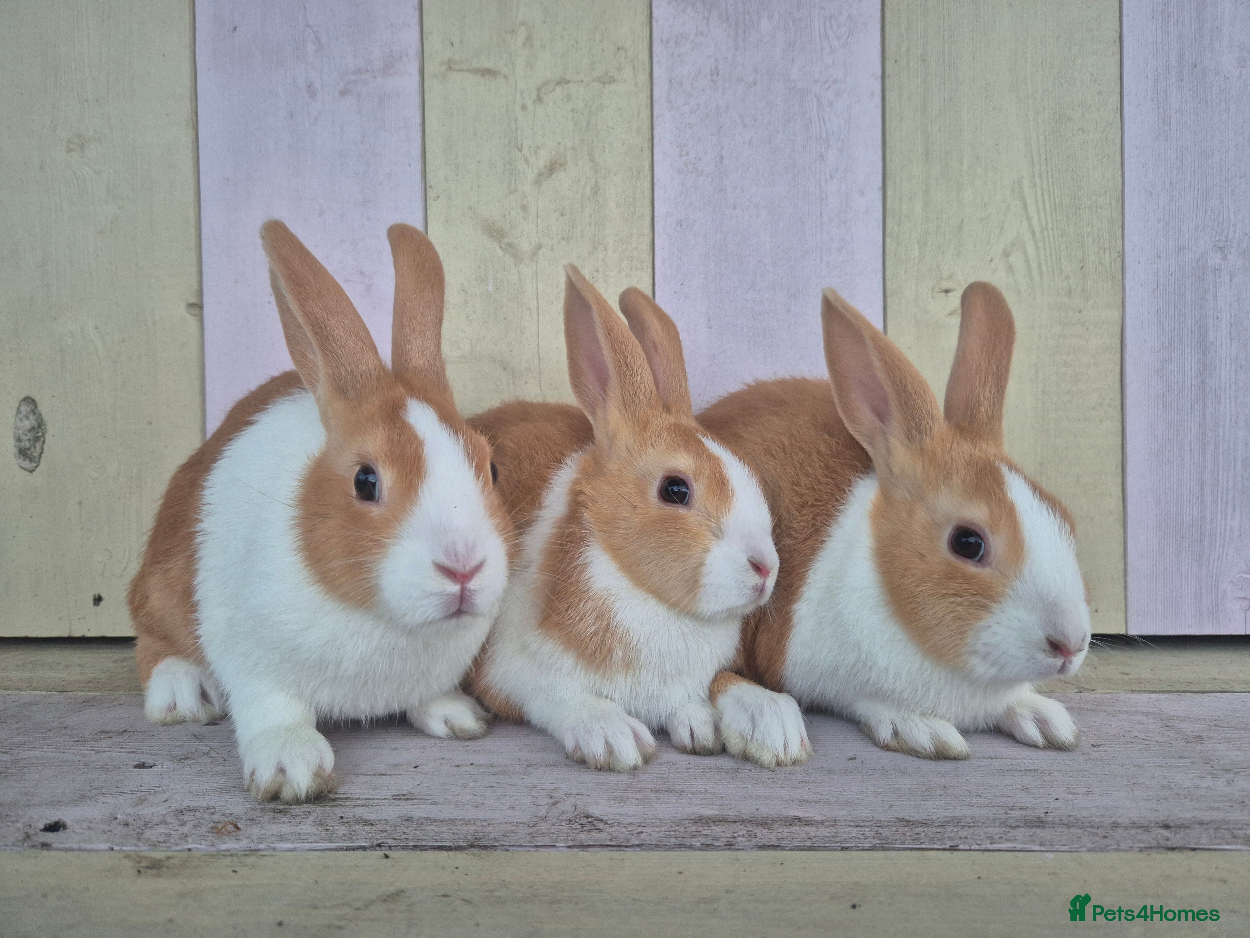 Dutch rabbits 🧡Absolutely gorgeous and friendly babies🧡  - Advert 1
