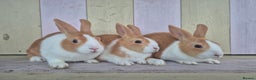 Dutch rabbits for sale: 🧡Absolutely gorgeous and friendly babies🧡  - Advert 1