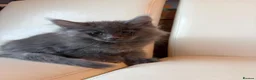 Maine Coon cats for sale: Ready Now Quality TICA Maine Coons active possible - Advert 4