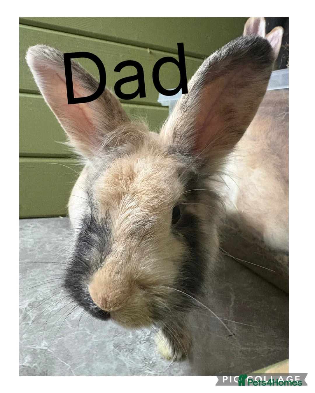 Belgian Hares rabbits for sale: 4 beautiful harlequin rabbits  - Advert 10