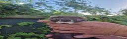 Ferret rodents for sale: 💚 Adorable well handled baby ferrets available 💚 - Advert 32