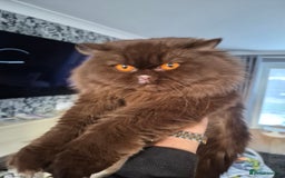 British Longhair cats for sale: Chocolate longhair,  Blue golden and white sh - Advert 1
