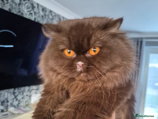 British Longhair cats Chocolate longhair, Blue golden and white sh - Advert 1