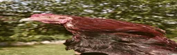 Chickens poultry for sale: 🌟Imported egg Aseel Rooster🌟 - Advert 5