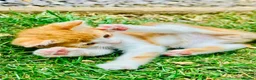 Mixed Breed cats for sale: Mixed breed kittens - Advert 13