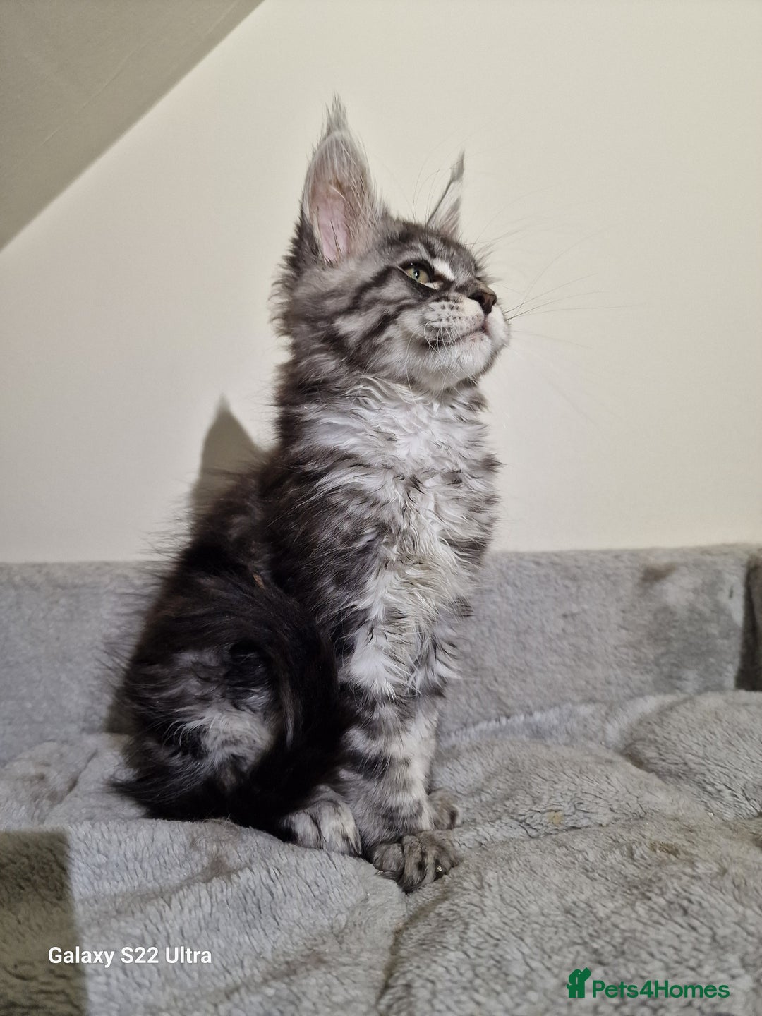 Maine Coon cats for sale: 💥Pure Maine coon😻 - Advert 12