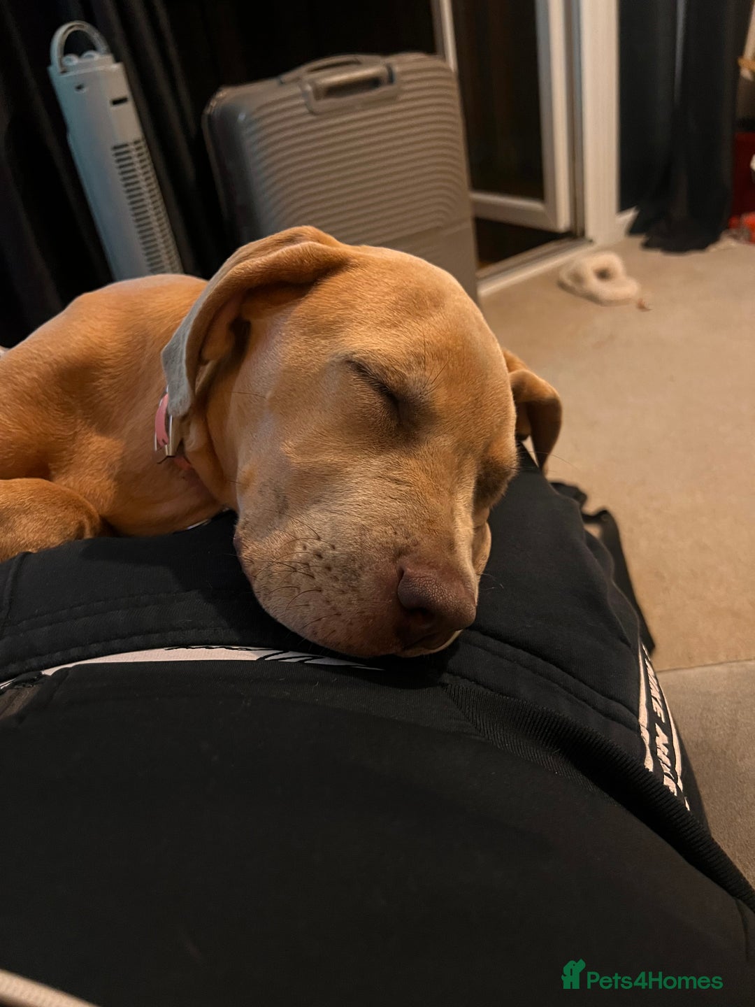 Mixed Breed dogs for sale: 1 year old Cane corso  - Advert 7