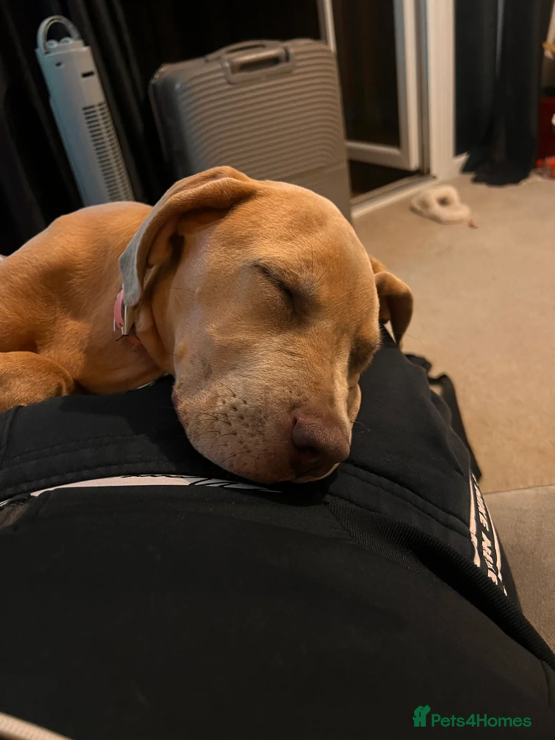 Mixed Breed dogs for sale: 1 year old Cane corso  - Advert 7