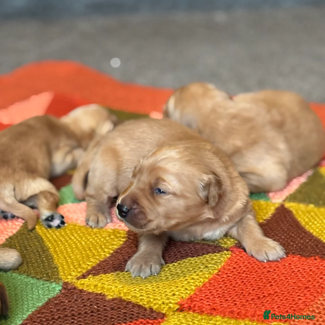 Golden Retriever dogs for sale: FOX RED PUPPIES Golden Retriever KC REG - Advert 25