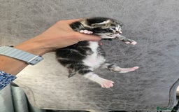 Mixed Breed cats for sale: Kittens boys mixed breed fluffy  - Image 5