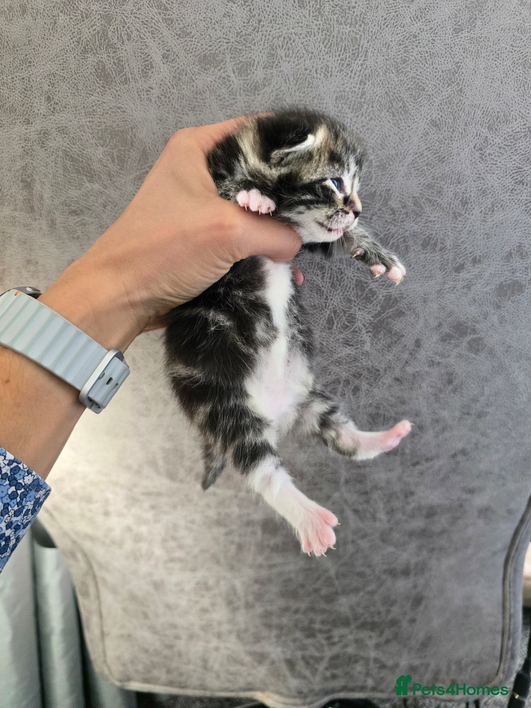 Mixed Breed cats for sale: Kittens boys mixed breed fluffy  - Image 5