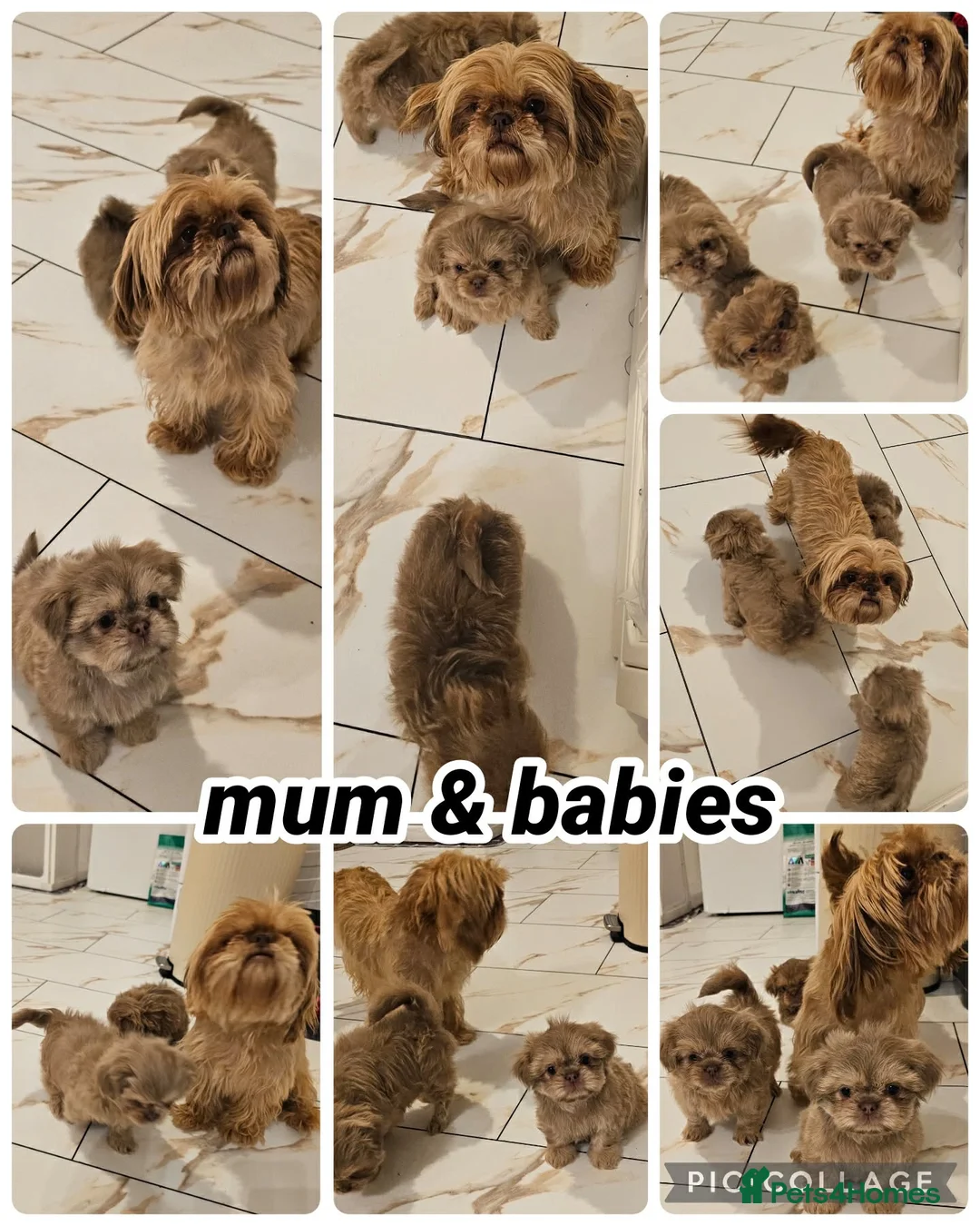 Shih Tzu dogs for sale: 3 Gorgeous boys ready now  - Advert 8