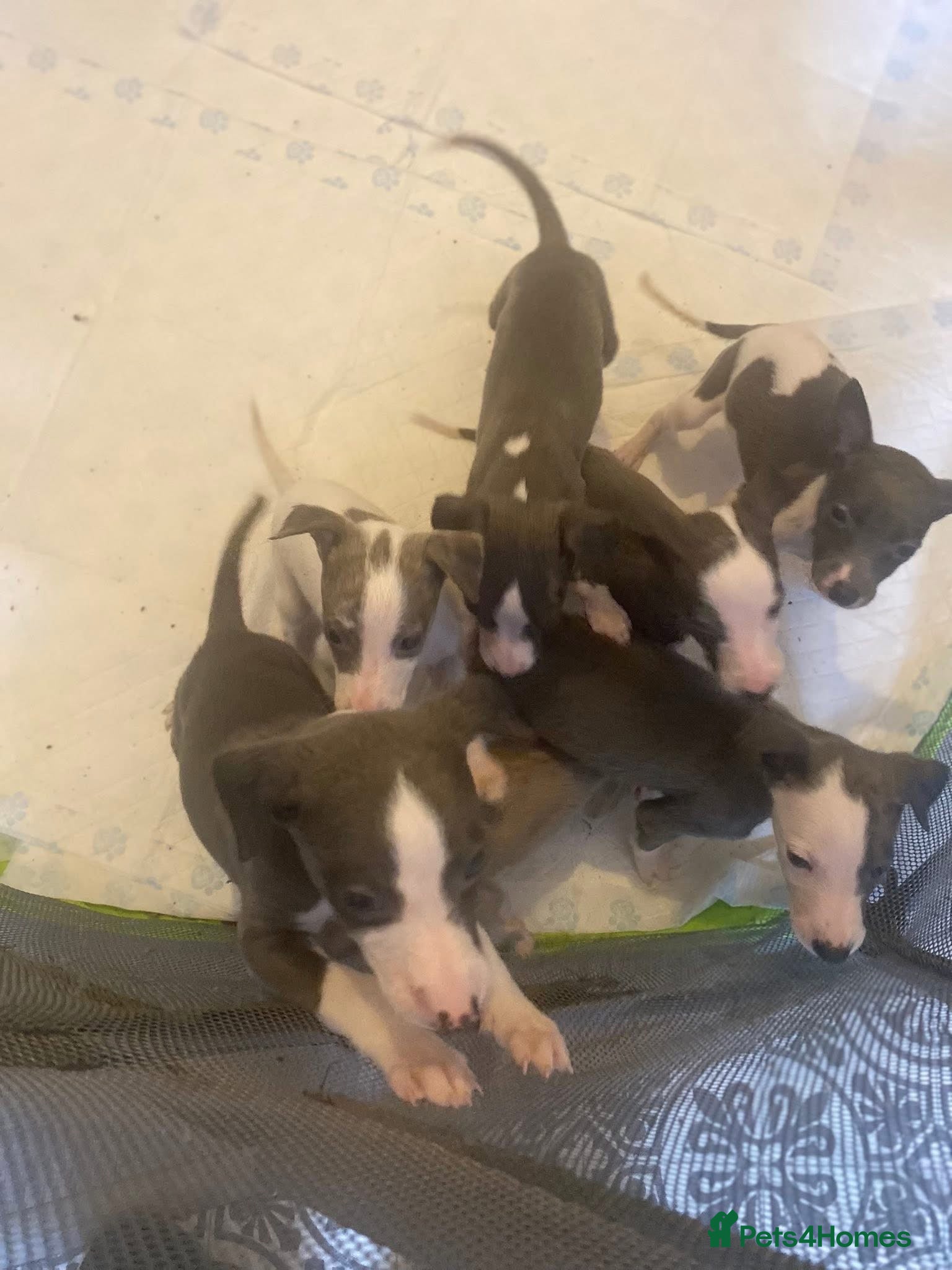 Whippet dogs KC whippets for sale  - Advert 3