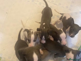 Whippet dogs KC whippets for sale - Advert 2