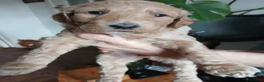 Goldendoodle Puppy 3