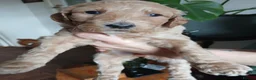 Goldendoodle dogs for sale: Goldendoodle puppies - Advert 8