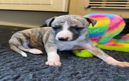Whippet dogs for sale: Beautiful KC Whippet pups 5 boys - Image 15