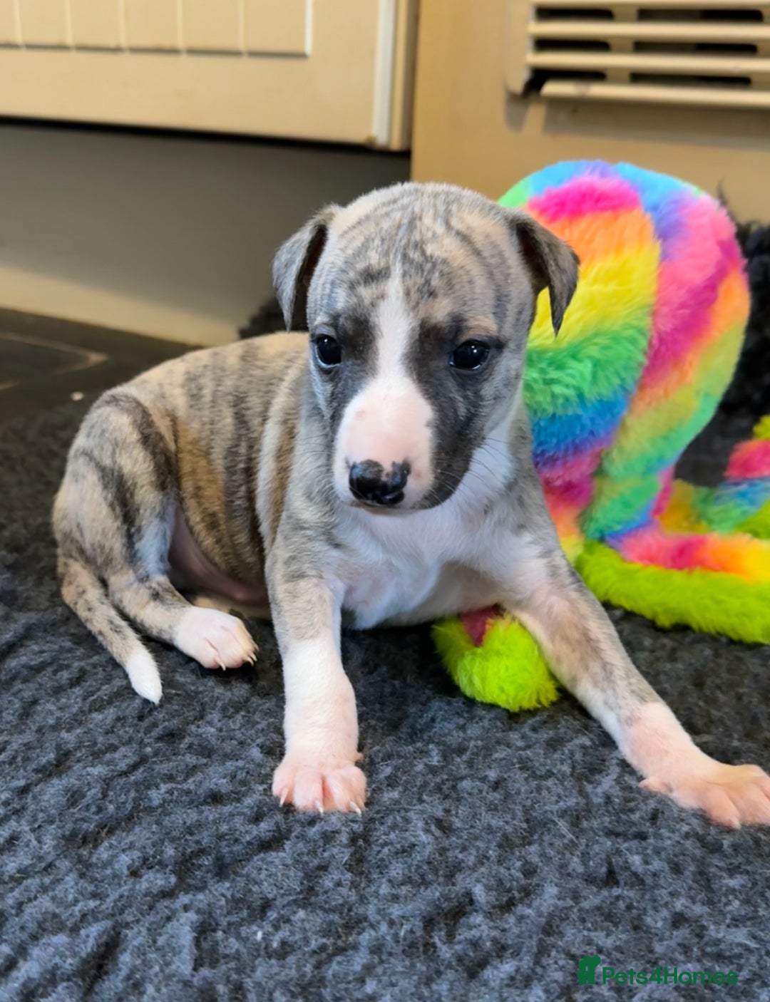 Whippet dogs for sale: Beautiful KC Whippet pups 5 boys - Image 15