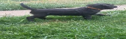 Mixed Breed dogs for sale: Black female LakelandPatterdale terrier - Advert 7