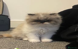 Persian cats for sale: 2 beautiful and lively Persians for sale  - Advert 2