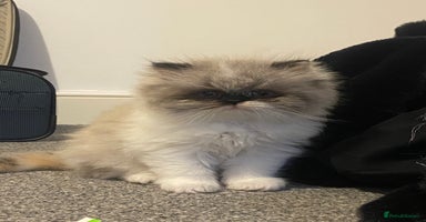 Persian cats 2 beautiful and lively Persians for sale  - Advert 11