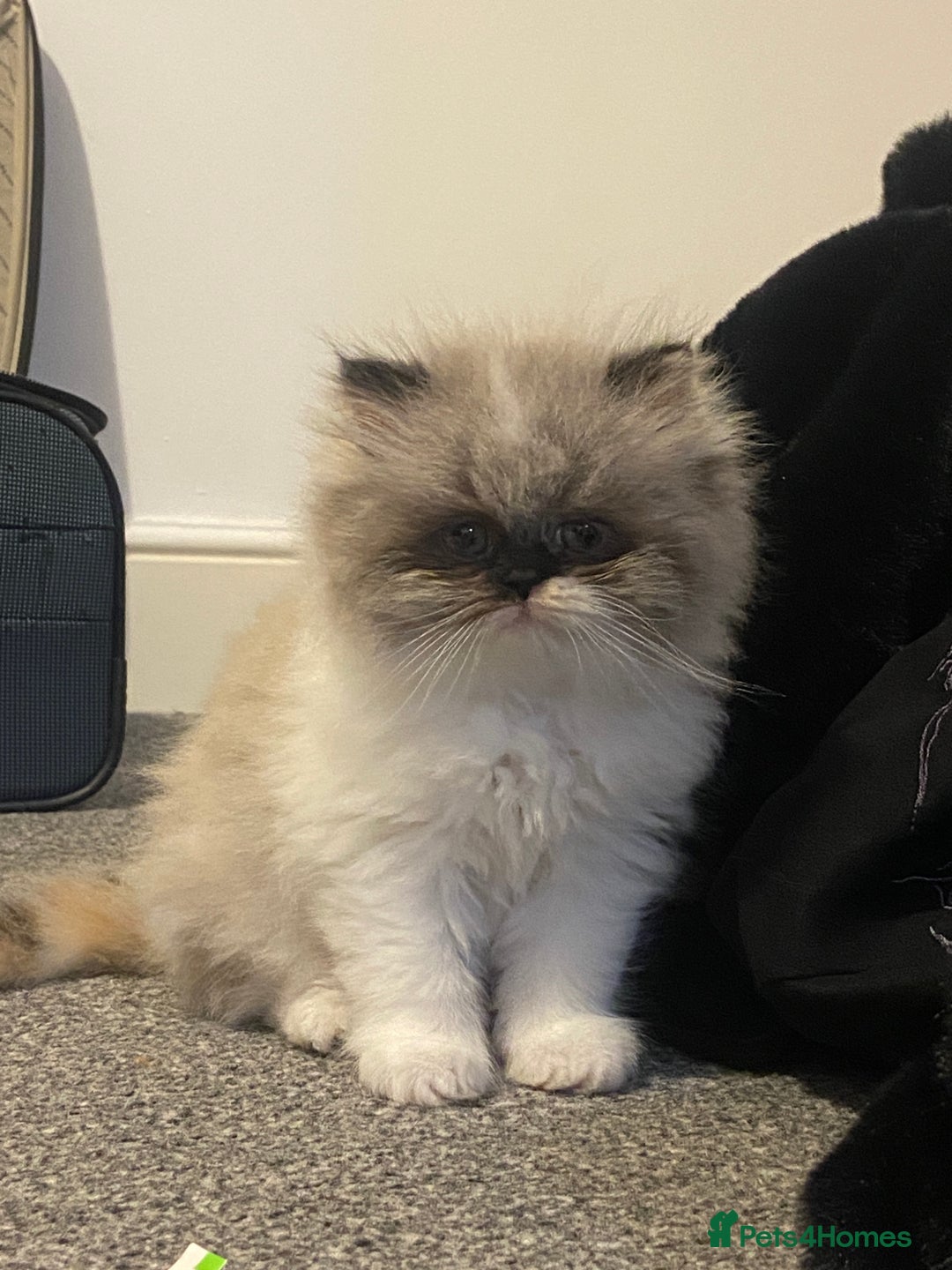 Persian cats for sale: 2 beautiful and lively Persians for sale  - Advert 2