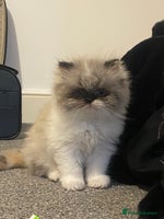 Persian cats 2 beautiful and lively Persians for sale - Advert 2