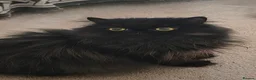 Persian cats for sale:  Persian Silver Shaded/Tipped kittens ready now - Advert 14