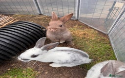 Mixed Breed rabbits for sale: mixed breed baby bunnies  - Image 4