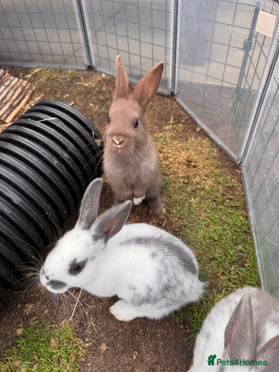 Mixed Breed rabbits for sale: mixed breed baby bunnies  - Image 4