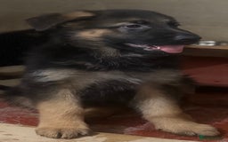 German Shepherd dogs for sale: German Shepherd Puppies Ready from 15th November - Image 6