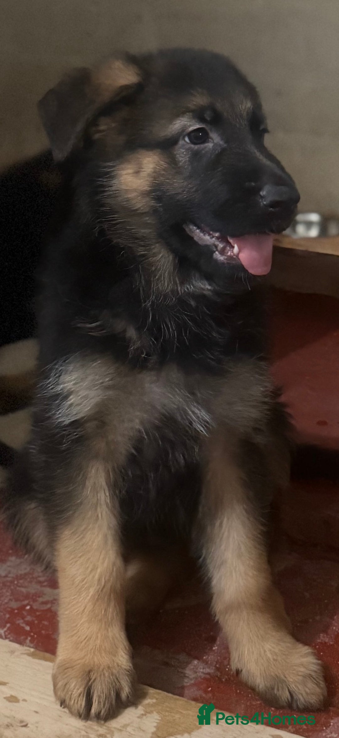 German Shepherd dogs for sale: German Shepherd Puppies Ready from 15th November - Image 6