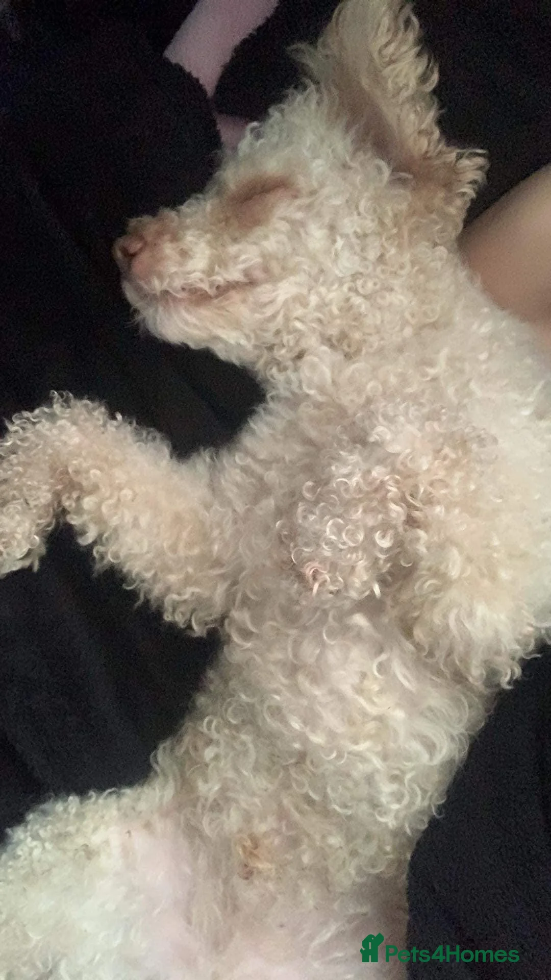 Miniature Poodle dogs for stud: Apricot miniature poodle stud Health tested in Durham - Advert 6