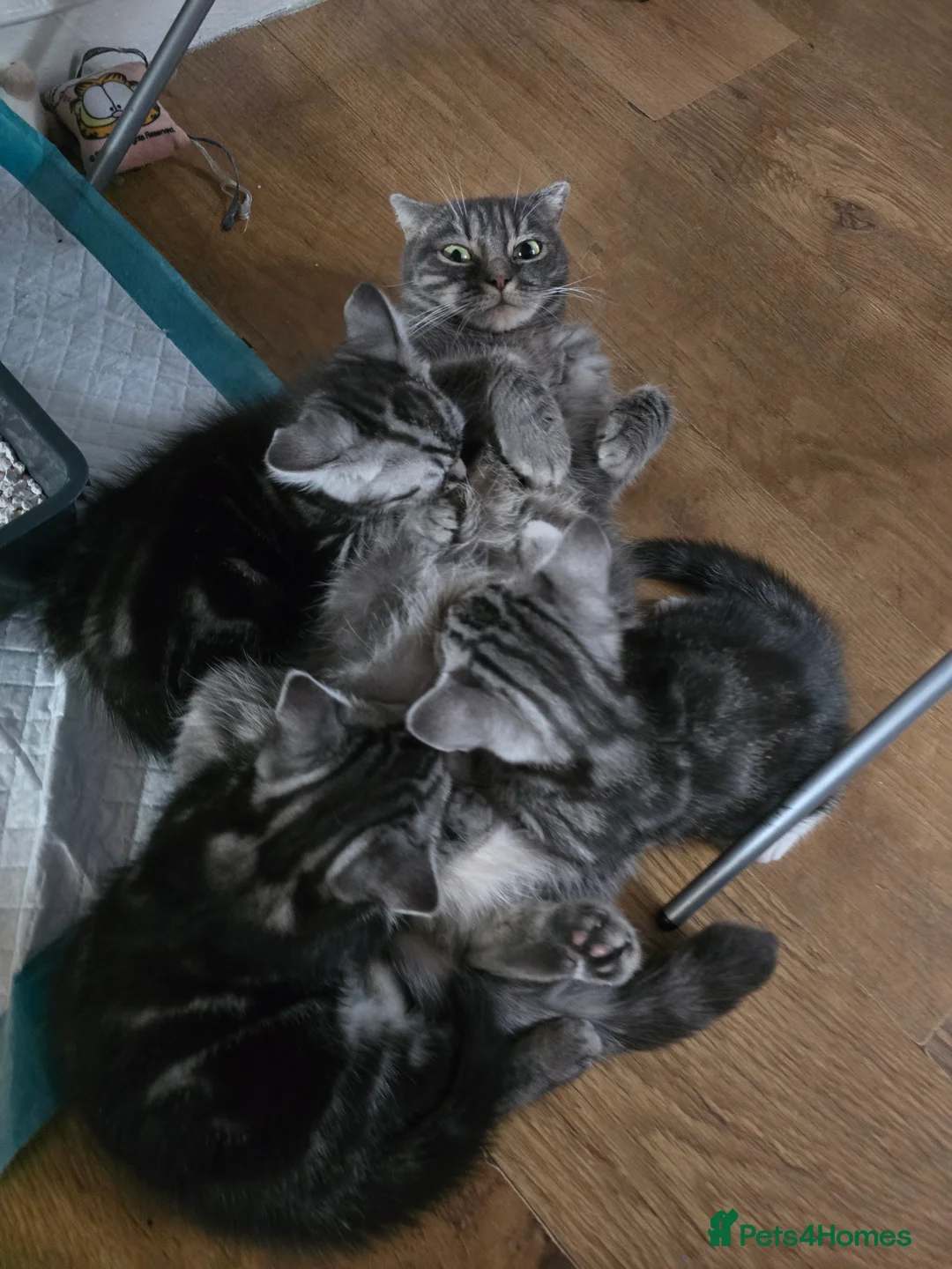 Mixed Breed cats for sale: Cute 8 Week Old Kittens in Wolverhampton - Advert 6