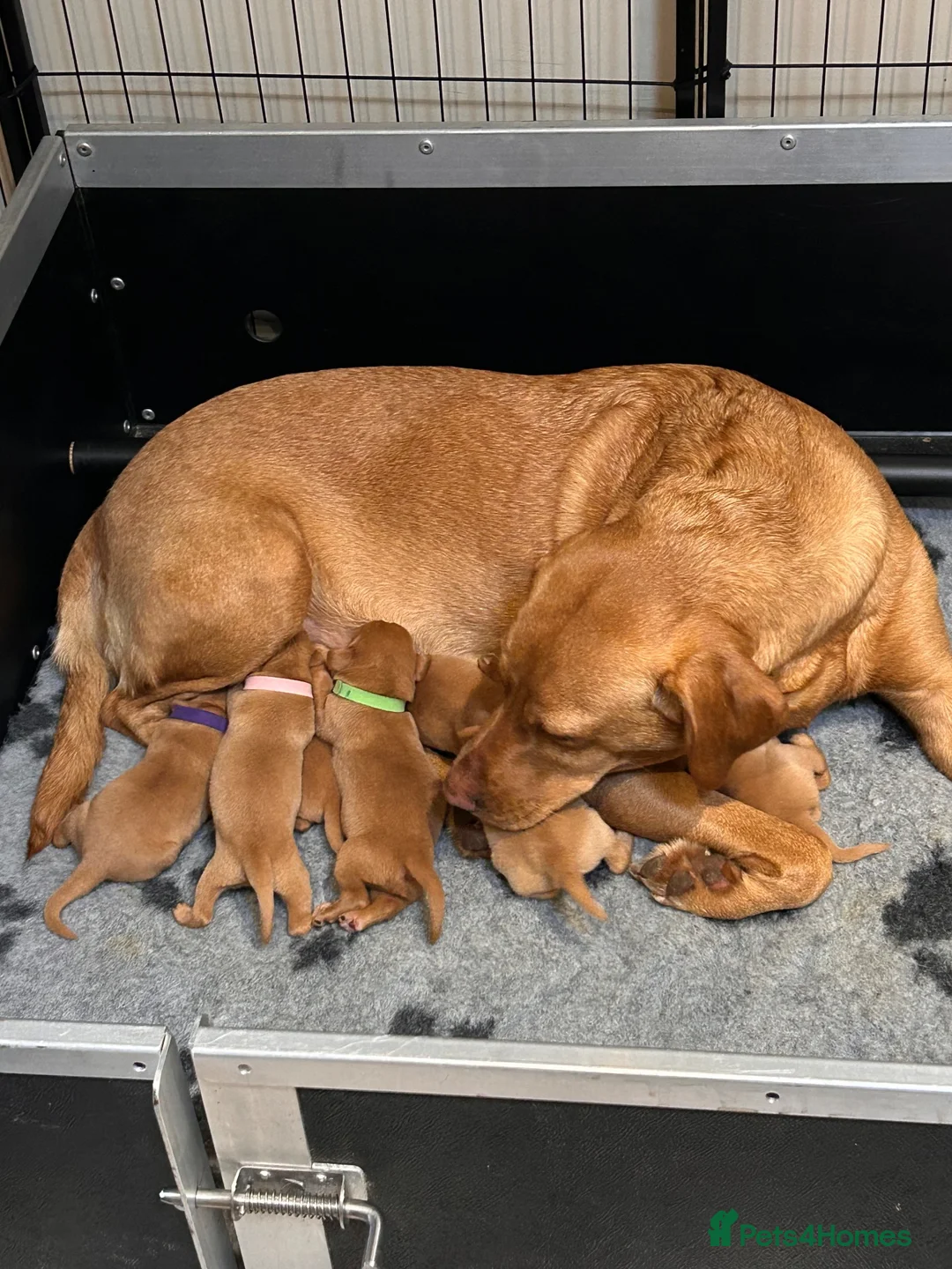 Labrador Retriever dogs for sale: KC registered Fox red Labrador pups in Bristol - Advert 2