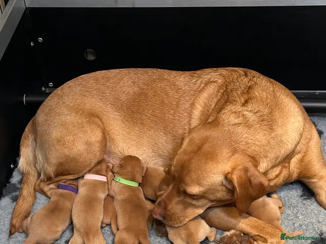 Labrador Retriever dogs for sale: KC registered Fox red Labrador pups - Advert 2