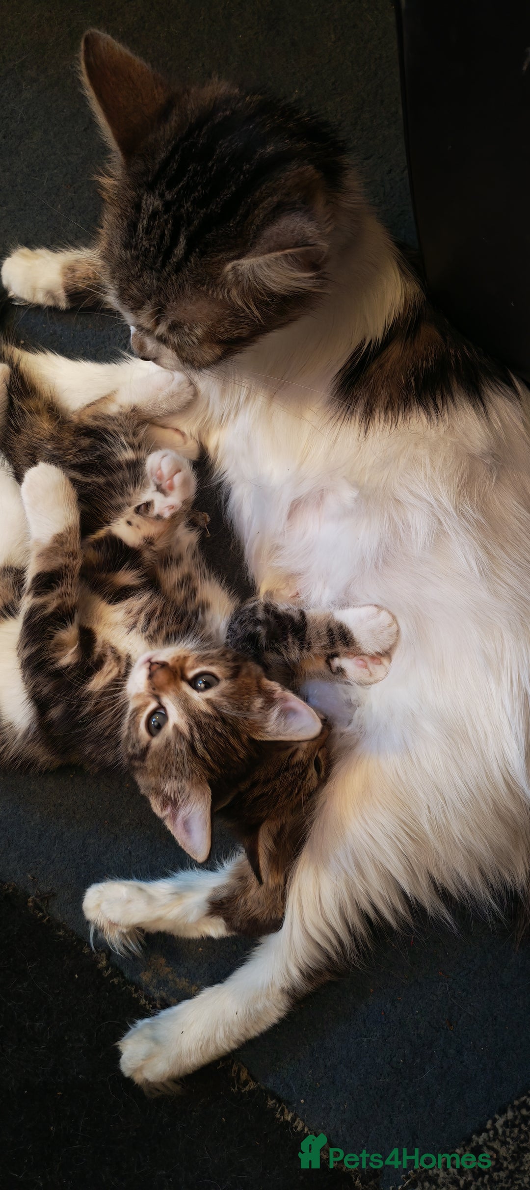 Mixed Breed cats for sale: 8 week old kittens  - Advert 5