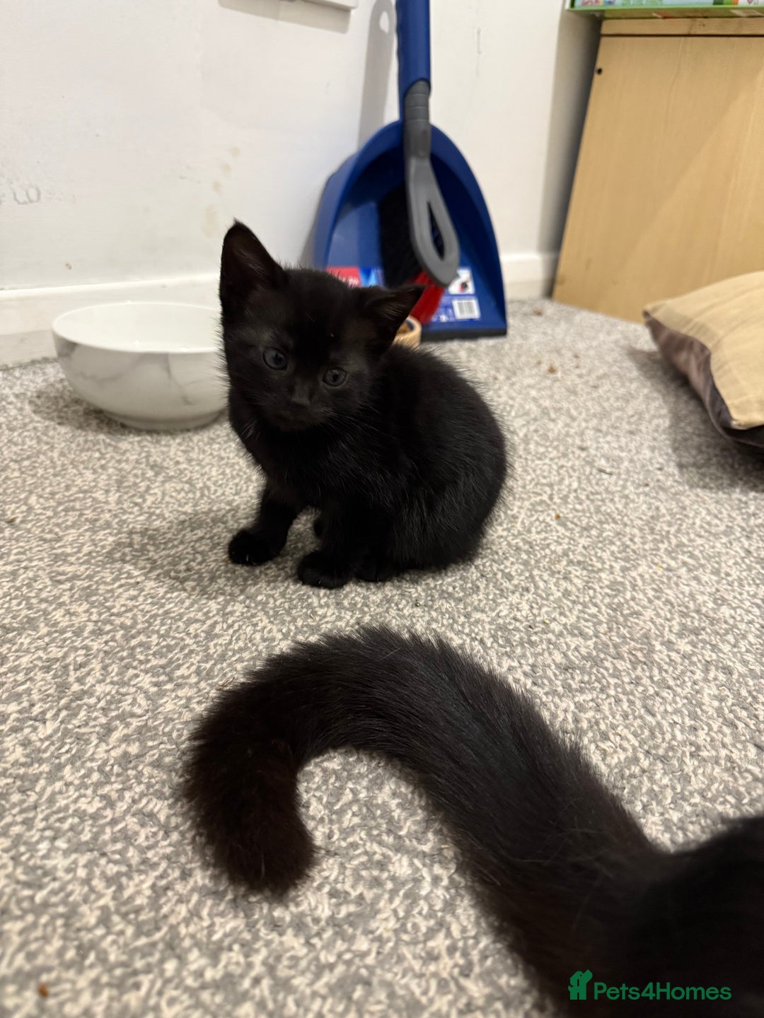 Mixed Breed cats for sale: Beautiful kittens  - Image 6