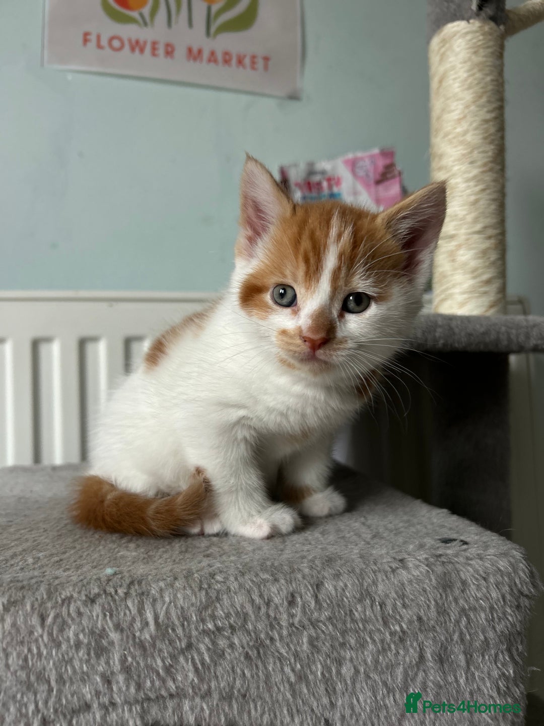 British Shorthair cats for sale: Chunky Kittens half BSH  - Image 6