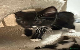 Siberian cats for sale: 2beautiful part Siberian kittens in Portsmouth - Image 2