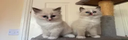 Ragdoll cats for sale: ✨GCCF REGISTERED RAGDOLLS CHAMPION BLOODLINES - Advert 2