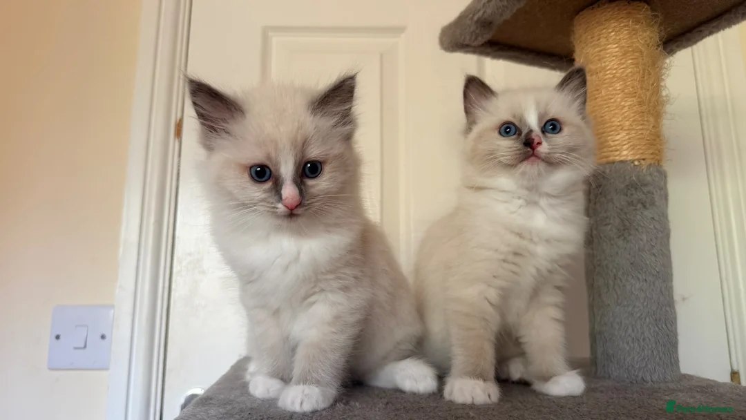 Ragdoll cats for sale: ✨GCCF REGISTERED RAGDOLLS CHAMPION BLOODLINES - Advert 2