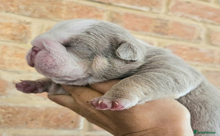 English Bulldog dogs - Advert 4