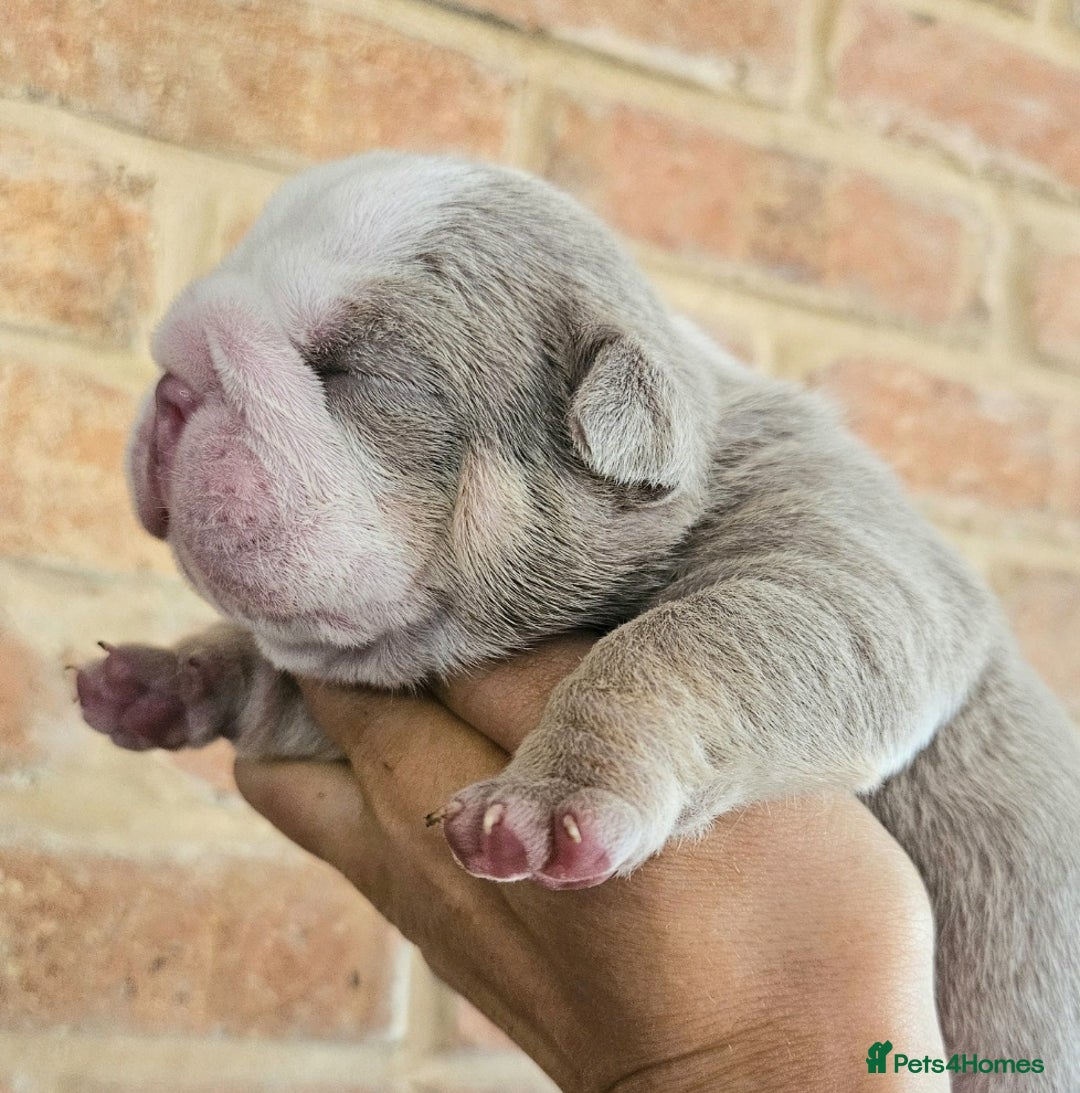 English Bulldog dogs for sale: Outstanding KC English Bulldogs, Top Quality Pups - Image 2