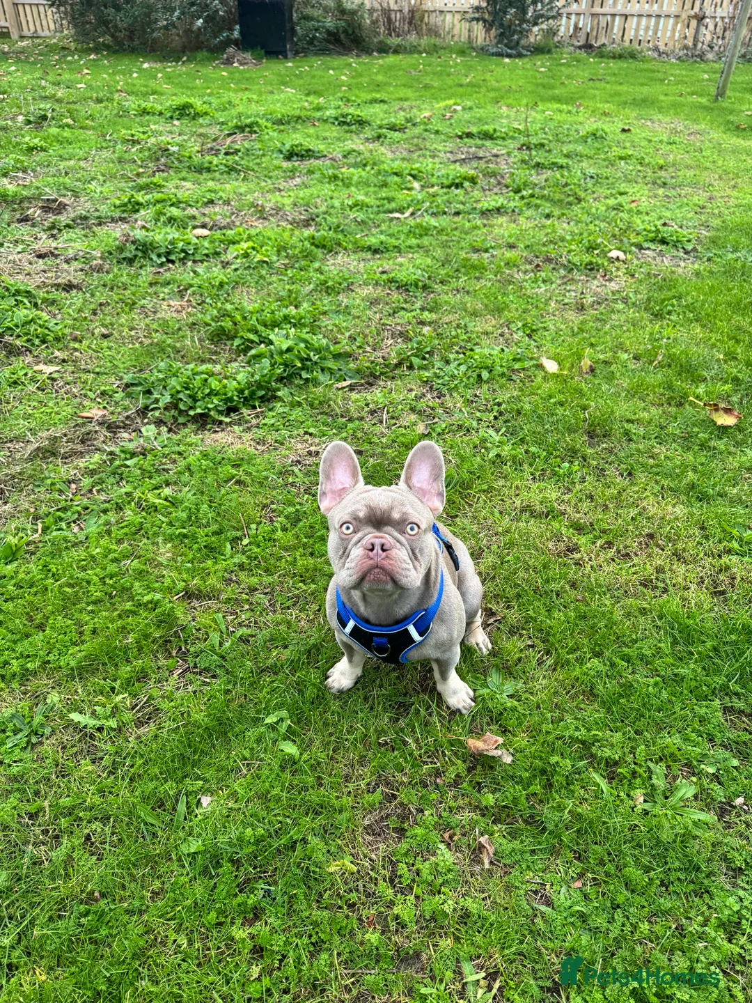 French Bulldog dogs for stud: Reggie French Bulldog for Studding  - Advert 7