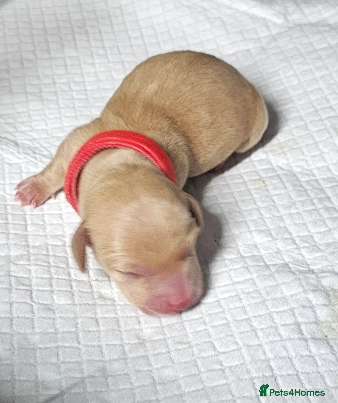 Miniature Dachshund dogs for sale: ⭐️⭐️⭐️⭐️⭐️ CREAM INTENSITY MINIDACHSHUND KCREG🐾❤️ - Advert 31